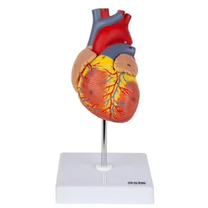 Axis Scientific 2-Part Deluxe Life Size Heart Model, 34 Anatomically Correct Structures, Magnetic Design, Mounted Display Base, Detailed Product Manual