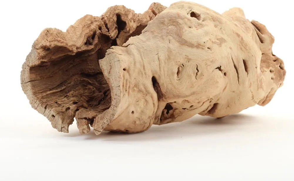 Koyal Wholesale 10" Hollow Grapewood Branch, Pack of 1, Grapewood Centerpiece Vase, Air Plants, Sand Blasted Grapewood