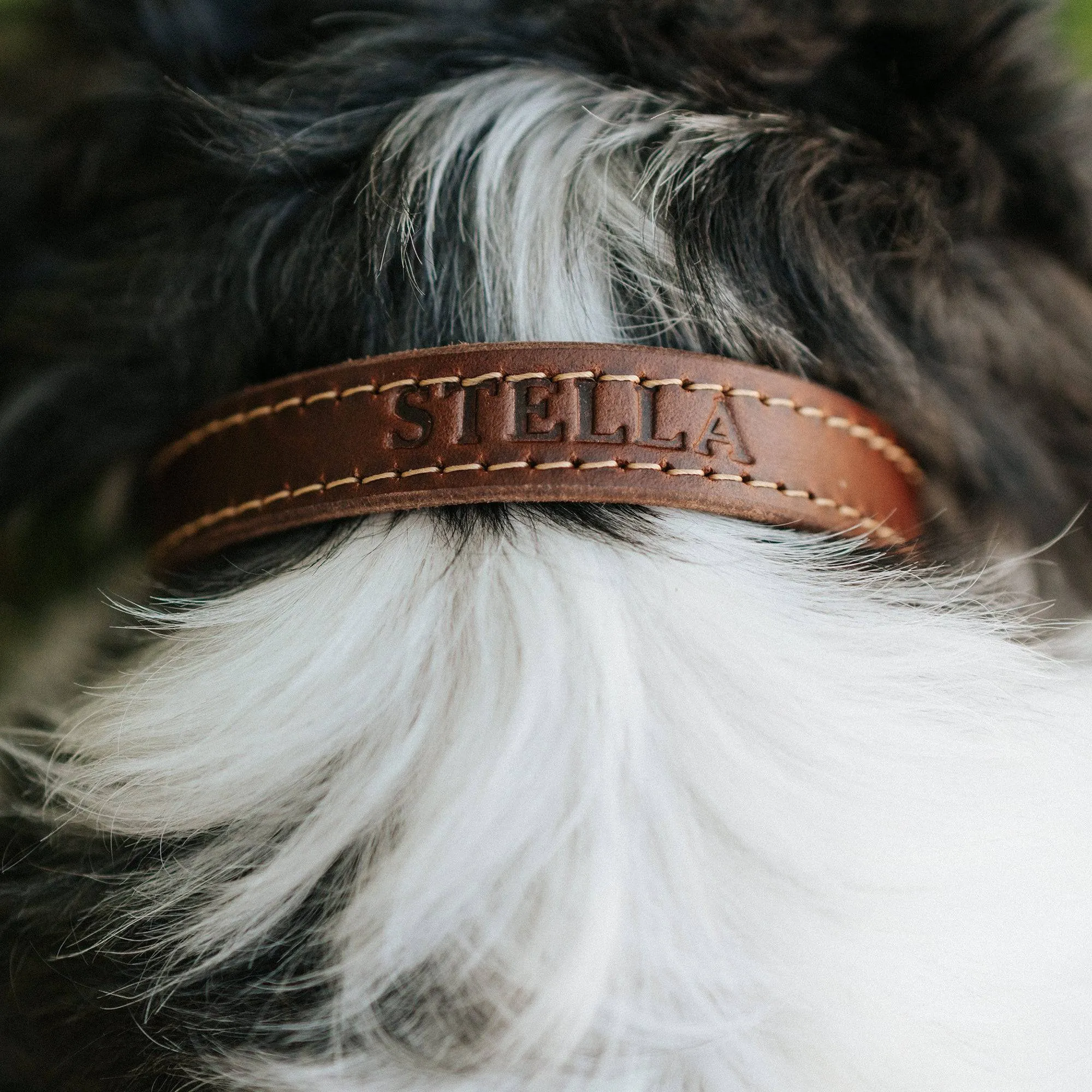 Leather Dog Collar - Designer by Lifetime Leather Co