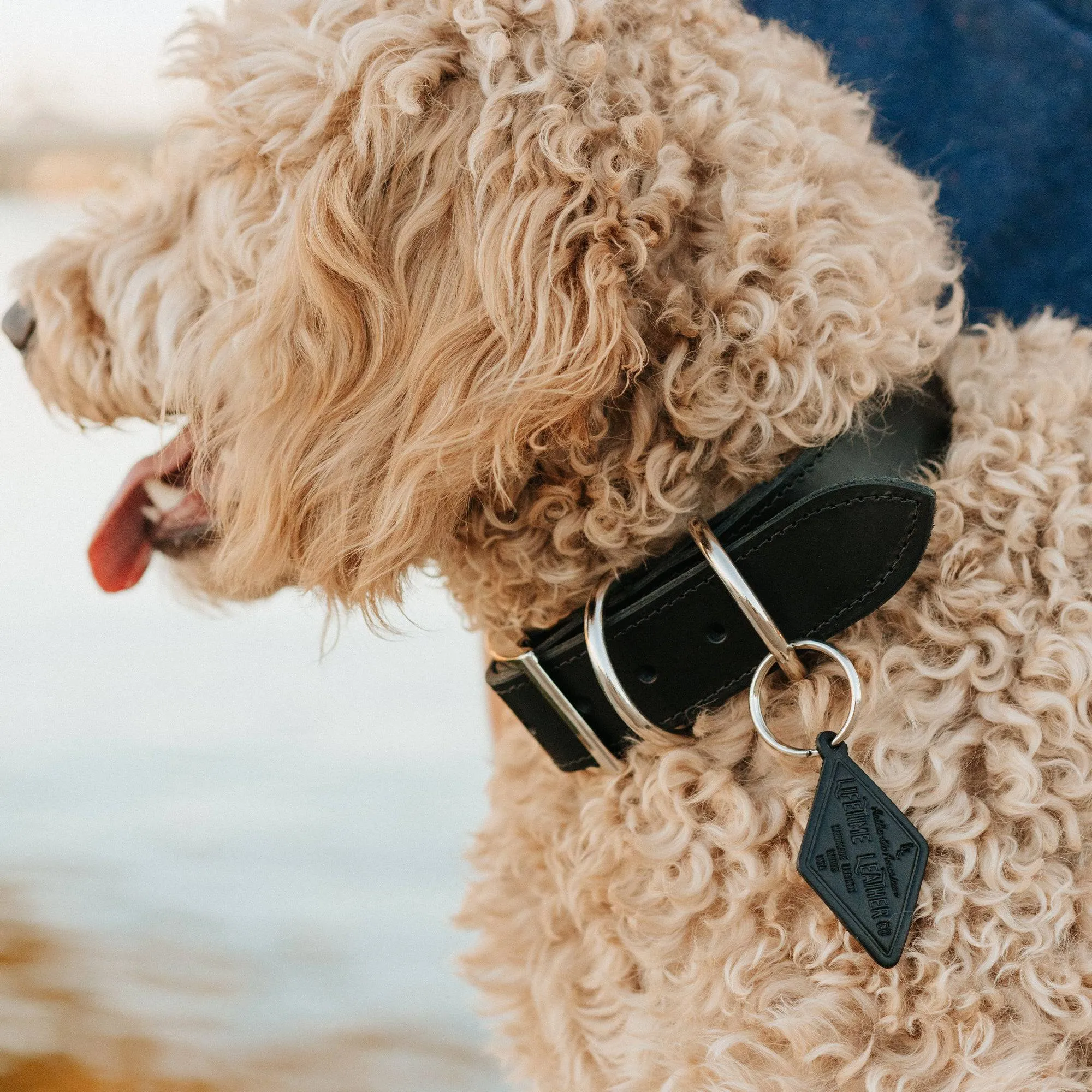 Leather Dog Collar - Designer by Lifetime Leather Co
